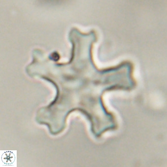 Discoaster leroyi VR 32427