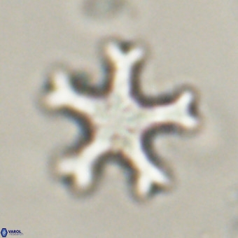 Discoaster leroyi VR 32428