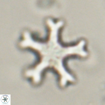 Discoaster leroyi VR 32428