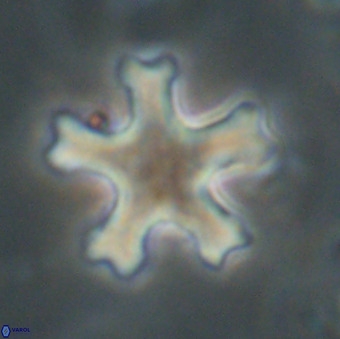 Discoaster leroyi VR 32429