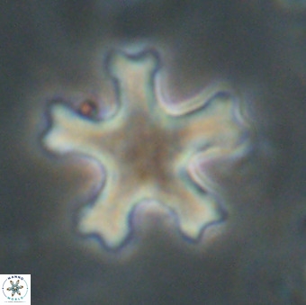 Discoaster leroyi VR 32429