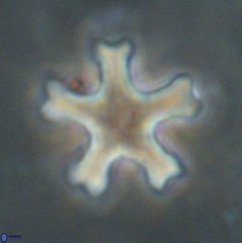 Discoaster leroyi VR 32430