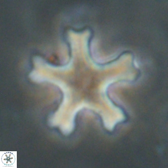 Discoaster leroyi VR 32430
