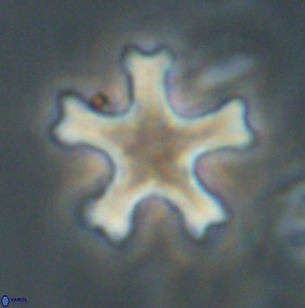 Discoaster leroyi VR 32431