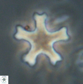 Discoaster leroyi VR 32431