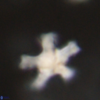 Discoaster leroyi VR 32432