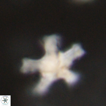 Discoaster leroyi VR 32432