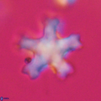 Discoaster leroyi VR 32434