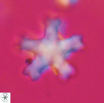 Discoaster leroyi VR 32434