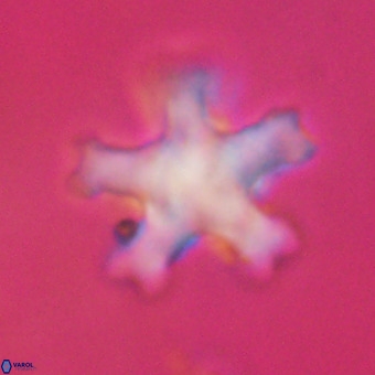 Discoaster leroyi VR 32435