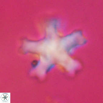 Discoaster leroyi VR 32435