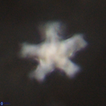 Discoaster leroyi VR 32436