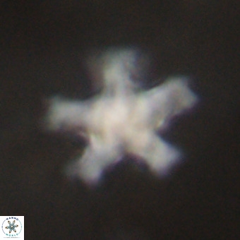 Discoaster leroyi VR 32436