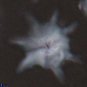 Discoaster limbatus 24947