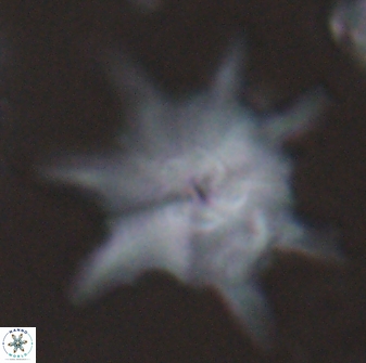 Discoaster limbatus 24947