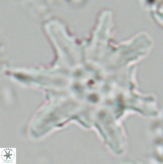 Discoaster limbatus 24949