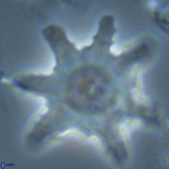 Discoaster limbatus 24954