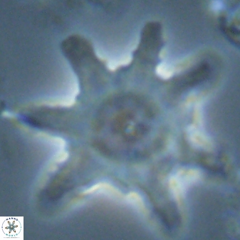 Discoaster limbatus 24954