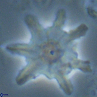 Discoaster limbatus 24955