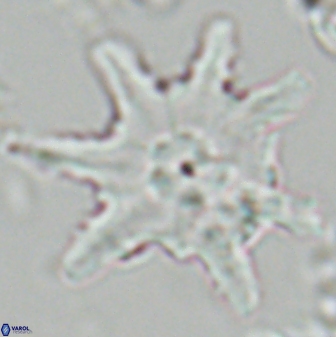 Discoaster limbatus 24950