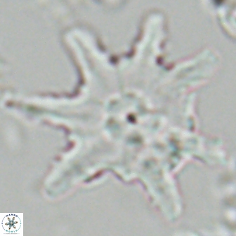Discoaster limbatus 24950