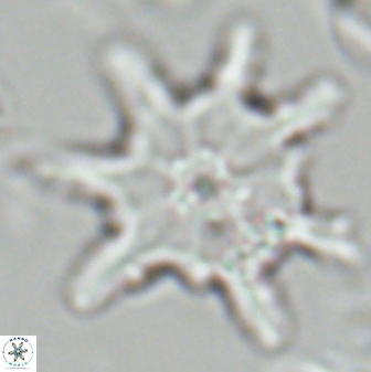 Discoaster limbatus 24951