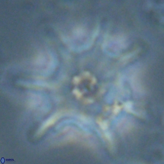 Discoaster limbatus 24952