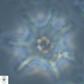 Discoaster limbatus 24952