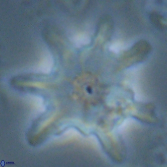 Discoaster limbatus 24953