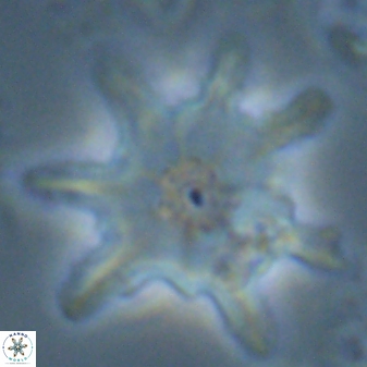 Discoaster limbatus 24953