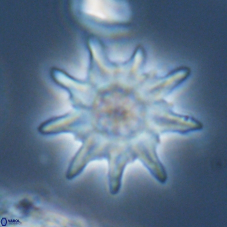 Discoaster limbatus 70675