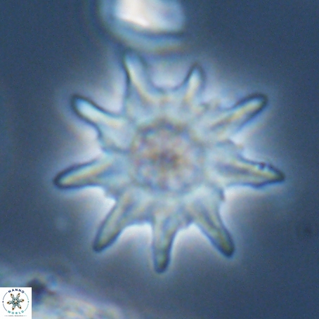 Discoaster limbatus 70675