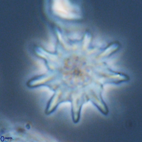 Discoaster limbatus 70676