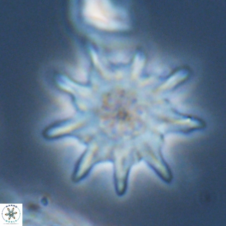 Discoaster limbatus 70676