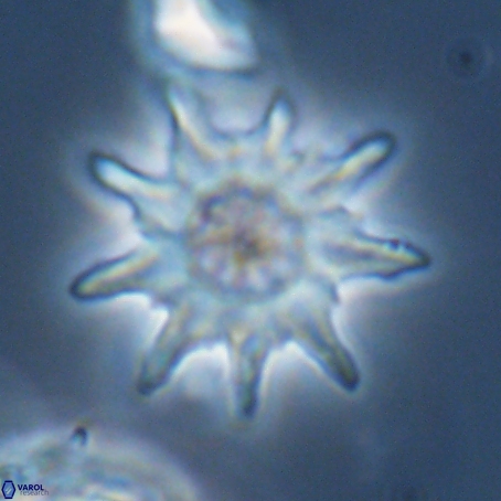 Discoaster limbatus 70677