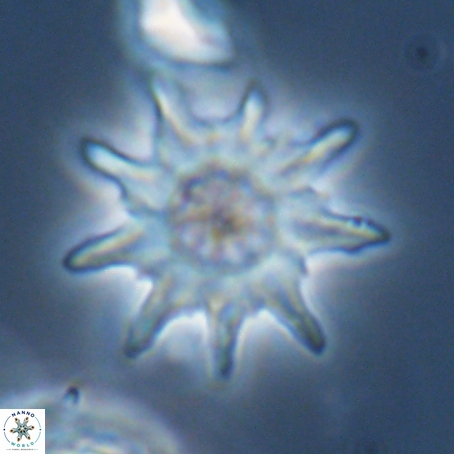 Discoaster limbatus 70677