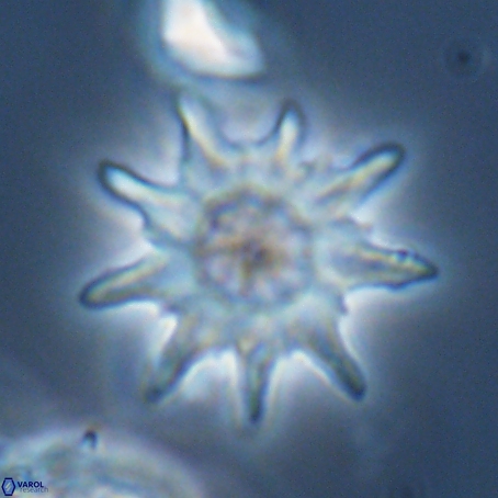 Discoaster limbatus 70678