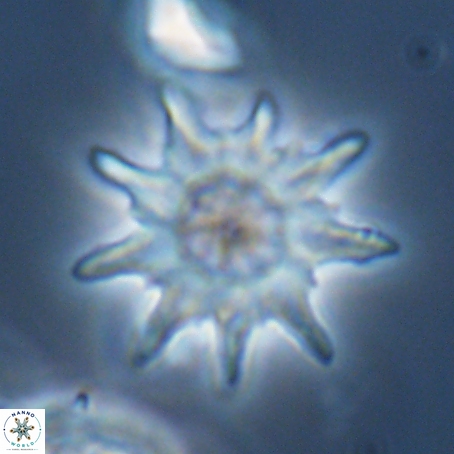 Discoaster limbatus 70678