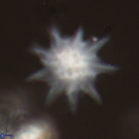 Discoaster limbatus 70679