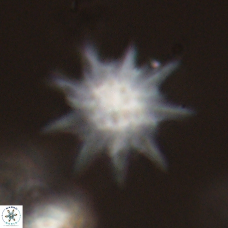 Discoaster limbatus 70679