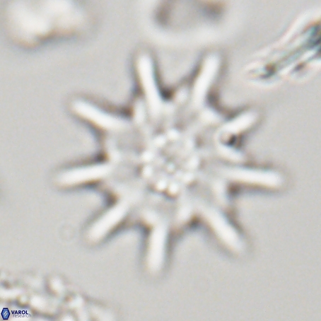 Discoaster limbatus 70670