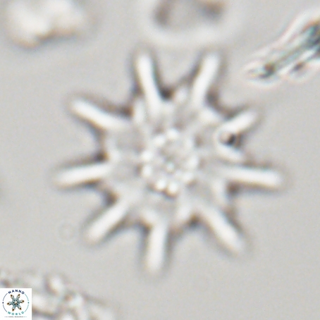 Discoaster limbatus 70670