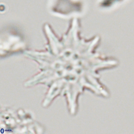 Discoaster limbatus 70671