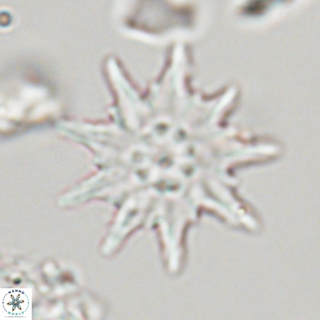 Discoaster limbatus 70671