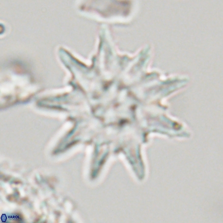 Discoaster limbatus 70672
