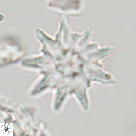 Discoaster limbatus 70672