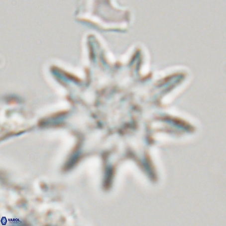 Discoaster limbatus 70673