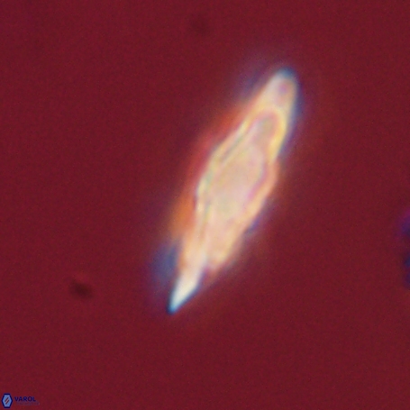 Discoaster limbatus 70684