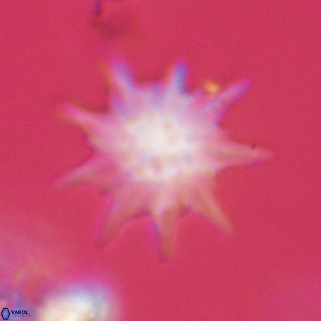 Discoaster limbatus 70680