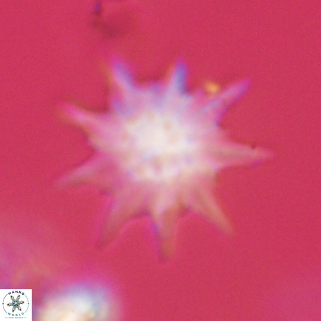 Discoaster limbatus 70680